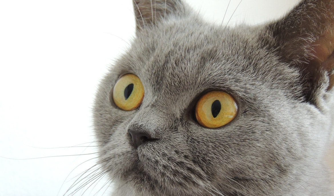 Britisch Kurzhaar: Katzenfutter und Rasseportrait